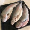 форель речная свежая